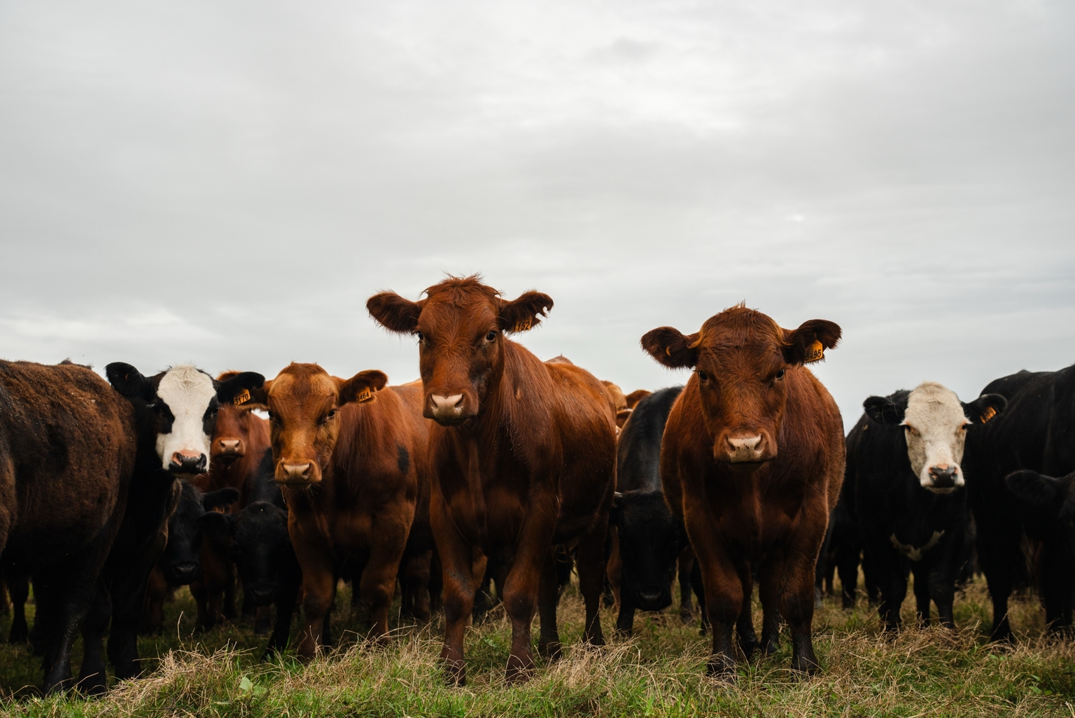 Herd of cattle standing on pasture under an overcast sky